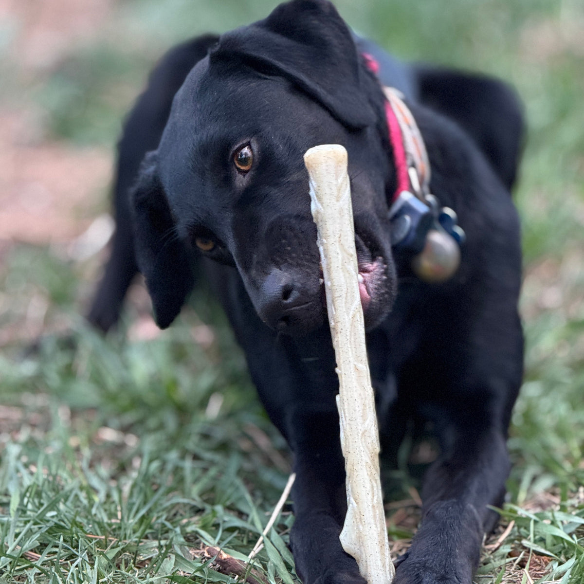 عظمة مضغ متينة من النايلون للكلاب التي تحب المضغ القوي | لعبة متينة للكلاب - صنع في الولايات المتحدة الأمريكية