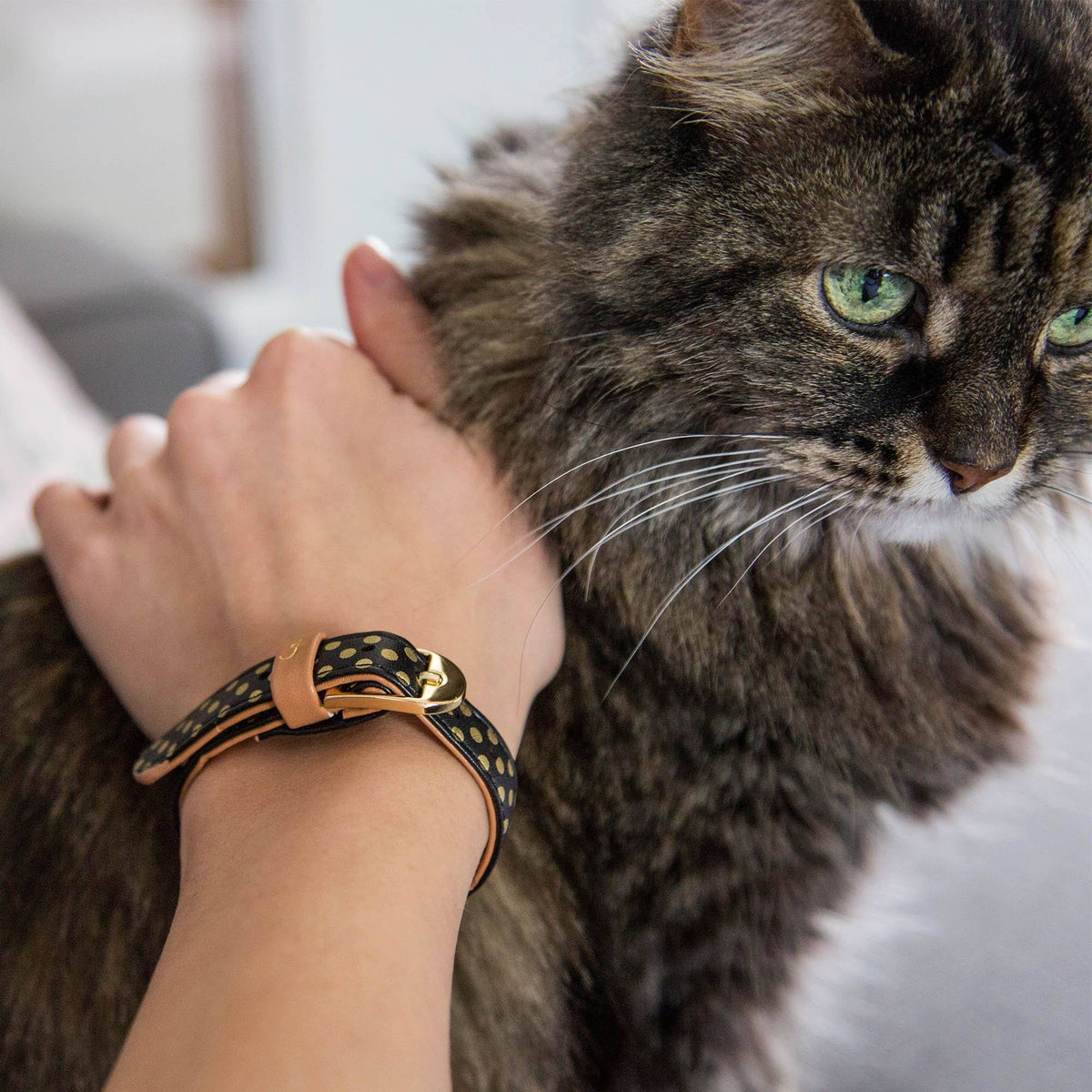 Set de collar para gato y pulsera de la amistad
